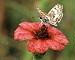 Flor