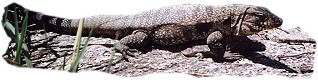 Iguana