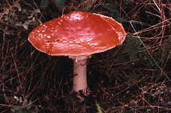 Amanita muscaria