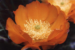 cactacea