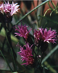 colaleche