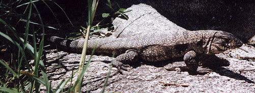 Iguana