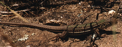 lagartija