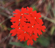 verbena