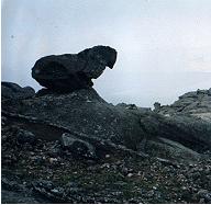pollito.jpg (8622 bytes)