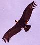 Condor en Vuelo