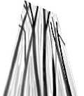 in the forest