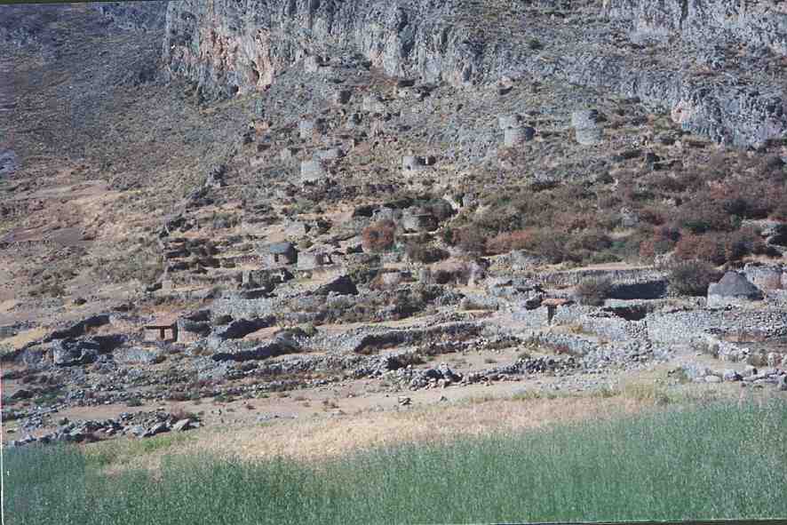 Colla Pata