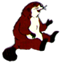 beaver