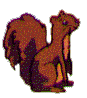 squirrel