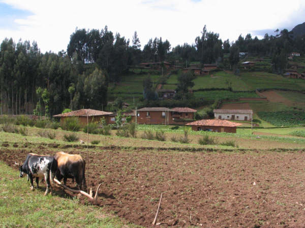 Yunta de bueyes en La Pampa