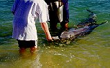 yumm... tasty fish