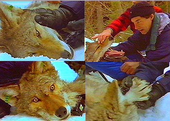 Shot from the movie - research...