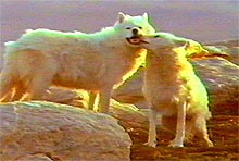 Shot from the movie - Wolves meeting