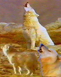 Shot from the movie - the howl of wolves