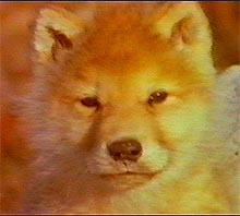Shot from the movie - little wolf
