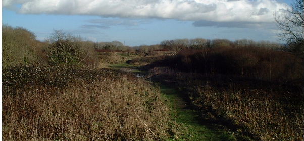 The Overgrown Penlee Battery