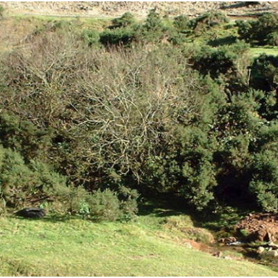Click for wider view