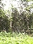 bosque tropical