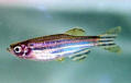 Cebra