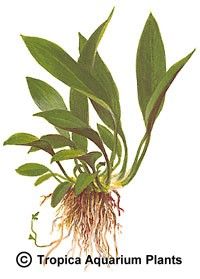 Anubias barteri var. angustifolia ('afzelii')