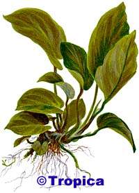 Anubias barteri var. caladiifolia '1705'