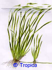 Vallisneria spiralis 'Tiger'