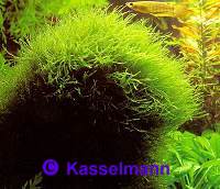 Vesicularia dubyana