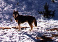 Un Husky en la nieve