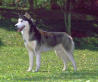 Un Husky adulto