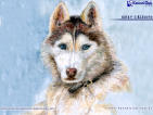 Cuadro de un husky