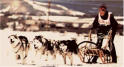 Un grupo de huskys  siberianos tirando de un trineo