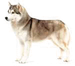 Un Husky adulto