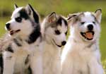 Tres cacjorros de Husky Siberiano