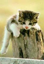 Cachorro de gato jugando
