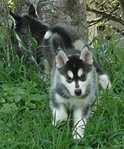 Un cachorro de husky