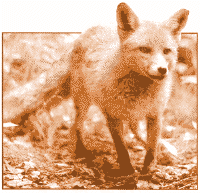 CUTE: but urban foxes may not be all they seem