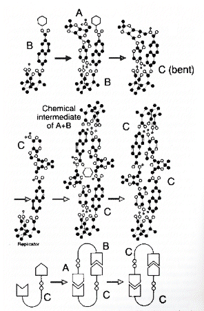 Rebek's chemical replicator.Molecules A and B combine to produce the replicator,C, via a reactive intermediate. This replicator has a structure that enables it to bind to one further molecule of A and one of B,facilitating their conversion to a new replicator ad so on.The final three steps are also shown schematically.