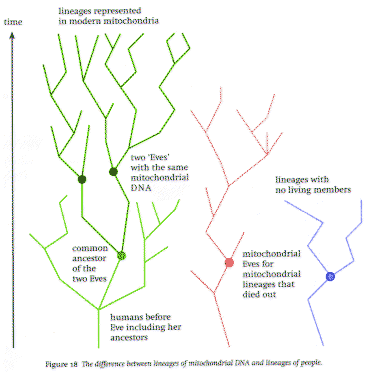 The differenec between lineages of mitochondrial DNA and lineages of people