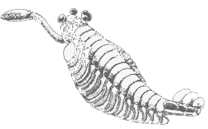 Did God make this? What rubbish - this is Opabinia from the Burgess Shale - living proof of Evolution trying out many forms.