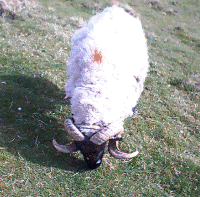  Ever wondered why the horns spiral to the left?
