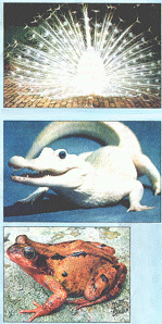 Rar: An albino peacock and alligator. Subtle,no? The frog found in a British pond