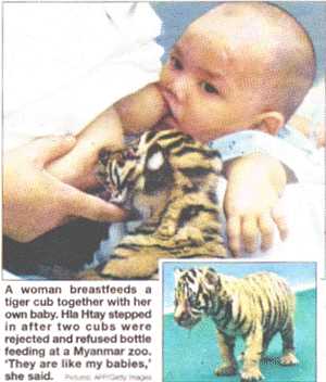 A woman breastfeeds a tiger cub together with her own baby. Hia Htay stepped in after two cubs were rejected and refused bottle feeding at a Myanmar zoo. 'They are like my babies,she said.  [Pictures AFP/Getty Images]