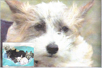 Mans best friend:One of the pets rescued by the RSPCA. INSET: Saved:Some of the 131 dogs taken from the premises