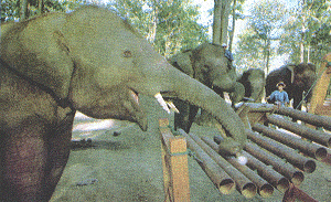 Thai elephants make music...but you can't hear all their sounds
