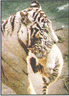 White tiger cub