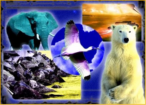Link to The Amateur Naturalist