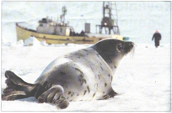 A harp seal looks towards a sealer walking along an ice flow off Canada's Prince Edward Island yesterday
