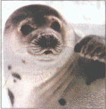 Pest: Seals are eating all the cod