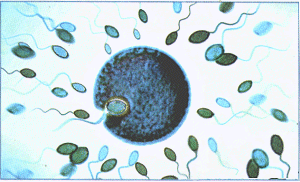 Little Blighters:Human sperm measure just 0.06 mm in length